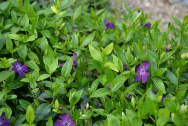 Pervenche mineure Vinca minor 'Atropurpurea' 5-10 Pot 9x9 cm (P9)