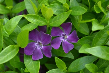 Pervenche mineure Vinca minor 'Atropurpurea' 5-10 Pot 9x9 cm (P9) Vinca minor 'Atropurpurea'