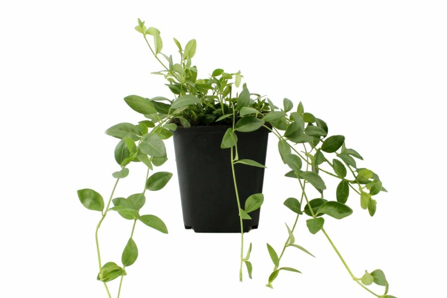 Pervenche mineure Vinca minor 'Gertrude Jekyll' 5-10 Pot 9x9 cm (P9) Vinca minor 'Gertrude Jekyll'