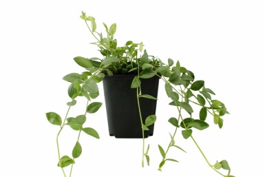 Pervenche mineure Vinca minor 'Gertrude Jekyll' 5-10 Pot 9x9 cm (P9) Vinca minor 'Gertrude Jekyll'