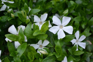 Pervenche mineure Vinca minor 'Gertrude Jekyll' 5-10 Pot 9x9 cm (P9)