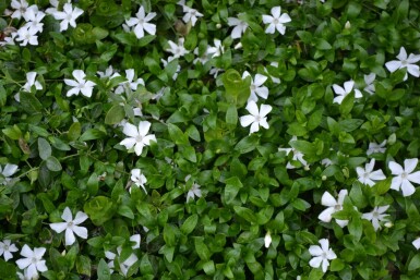 Pervenche mineure Vinca minor 'Gertrude Jekyll' 5-10 Pot 9x9 cm (P9)