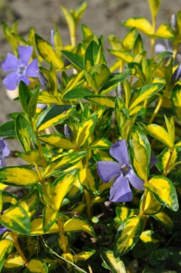 Pervenche mineure Vinca minor 'Illumination' 10-15 Pot 2 l (C2) Vinca minor 'Illumination'