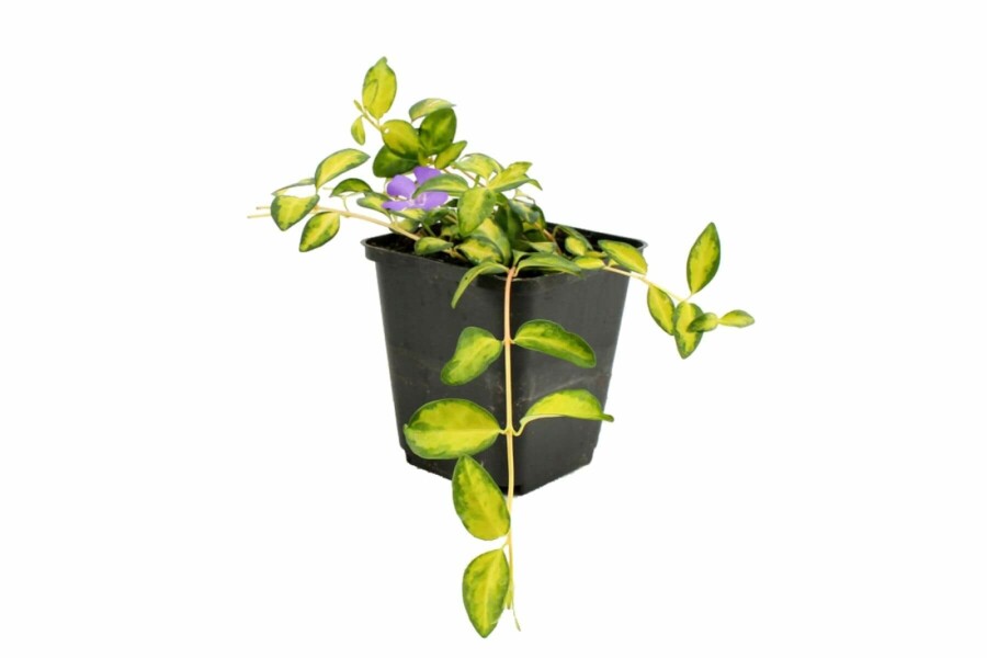 Pervenche mineure Vinca minor 'Illumination' 10-15 Pot 2 l (C2) Vinca minor 'Illumination'