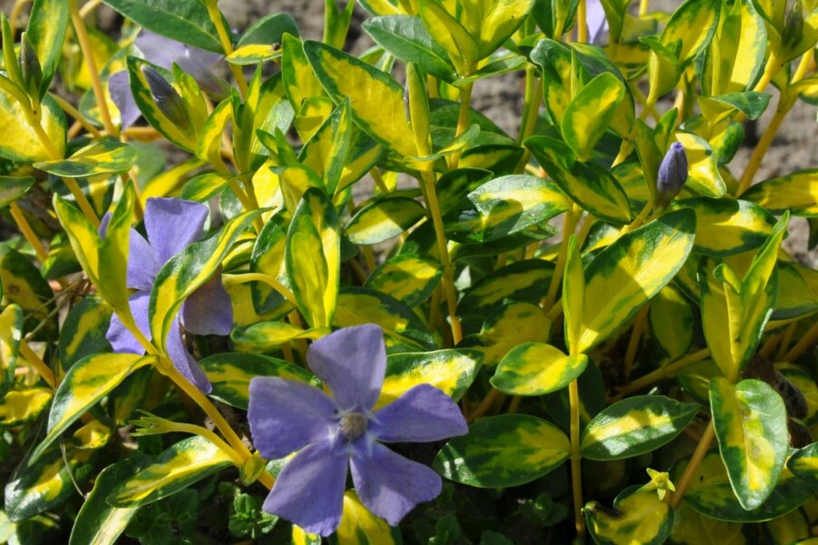 Pervenche mineure Vinca minor 'Illumination' 10-15 Pot 2 l (C2) Vinca minor 'Illumination'