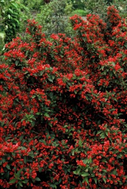 Weigélia Weigela 'Red Prince' Arbuste 30-40 Pot 3 l (C3)