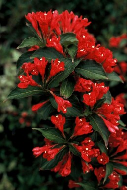 Weigélia Weigela 'Red Prince' Arbuste 30-40 Pot 3 l (C3) Weigela 'Red Prince' arbuste 30-40 cm