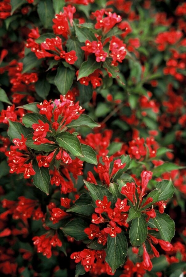 Weigélia Weigela 'Red Prince' Arbuste 30-40 Pot 3 l (C3) Weigela 'Red Prince' arbuste 30-40 cm