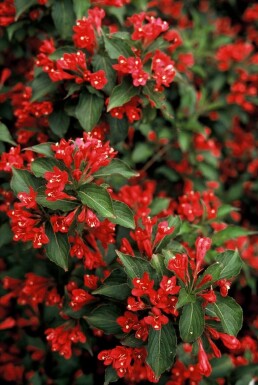 Weigélia Weigela 'Red Prince' Arbuste 30-40 Pot 3 l (C3) Weigela 'Red Prince' arbuste 30-40 cm