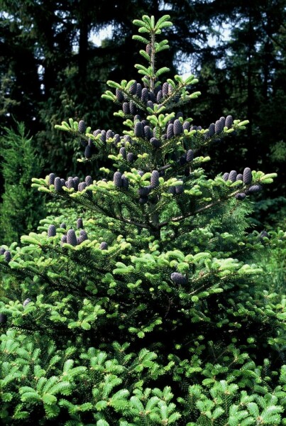 Sapin de Corée Abies koreana Pot Abies koreana arbuste