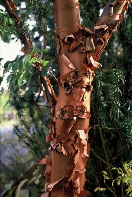 érable gris Acer griseum arbuste 60-80 C7,5 Acer griseum arbuste 60-80 cm