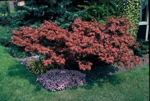 Acer palmatum 'Atropurpureum' arbuste
