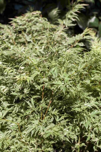 érable palmé Acer palmatum 'Butterfly' arbuste 100-125 C35 Acer palmatum 'Butterfly' arbuste 100-125 cm