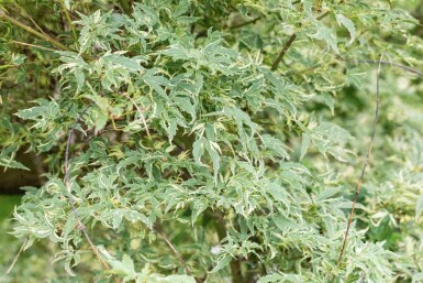 érable palmé Acer palmatum 'Butterfly' arbuste 100-125 C35 Acer palmatum 'Butterfly' arbuste 100-125 cm