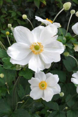 Anémone Anemone hybrida 'Honorine Jobert' Pot Anemone hybrida 'Honorine Jobert'