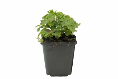 Anémone sylvestre Anemone sylvestris Pot Anemone sylvestris