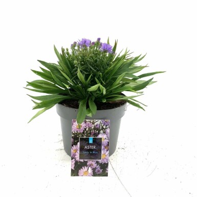 Symphyotriche buissonnant Aster dumosus 'Lady in Blue' Pot Aster dumosus 'Lady in Blue'