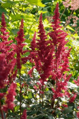 Astilbe Astilbe × arendsii 'Fanal' Pot Astilbe × arendsii 'Fanal'