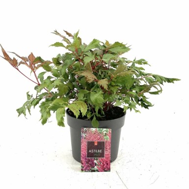 Astilbe Astilbe × arendsii 'Fanal' Pot Astilbe × arendsii 'Fanal'