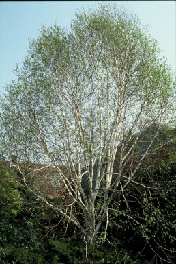 Bouleau de l'Himalaya Betula utilis 'Doorenbos' Pot Betula utilis 'Doorenbos' arbuste