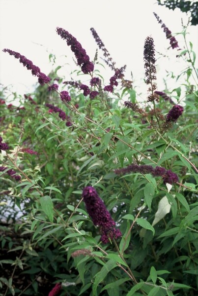 buddleia de David Buddleja davidii 'Black Knight' arbuste 30-40 C2 Buddleja davidii 'Black Knight' arbuste 30-40 cm