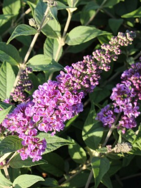 Buddleia de David Buddleja davidii 'Blue Chip' Pot Buddleja davidii 'Blue Chip' arbuste