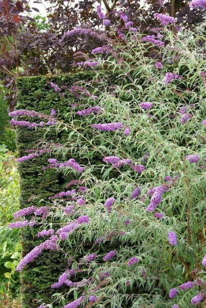 Buddleja davidii 'Nanho Blue' C2 30-40