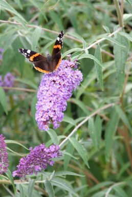 Buddleia de David Buddleja davidii 'Nanho Blue' Pot Buddleja davidii 'Nanho Blue' arbuste