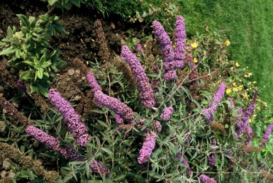 Buddleja davidii 'Nanho Blue' C2 30-40