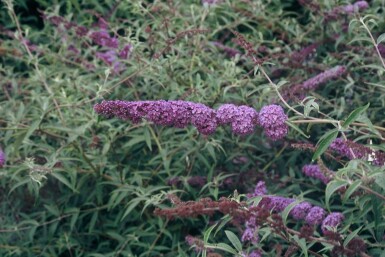 Buddleja davidii 'Nanho Blue' C2 30-40