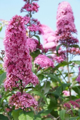 Buddleia de David Buddleja davidii 'Pink Delight' Pot Buddleja davidii 'Pink Delight' arbuste