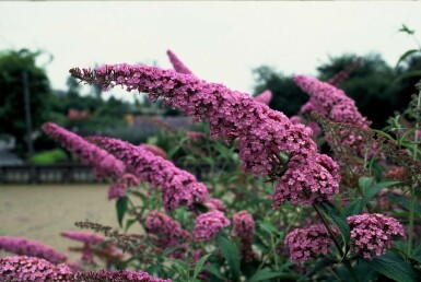 Buddleia de David Buddleja davidii 'Pink Delight' Pot Buddleja davidii 'Pink Delight' arbuste