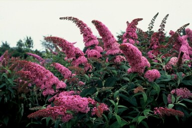 Buddleja davidii 'Pink Delight' C2 30-40