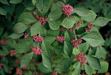 Callicarpe de Bodinier Callicarpa bodinieri 'Profusion' Pot Callicarpa bodinieri 'Profusion' arbuste