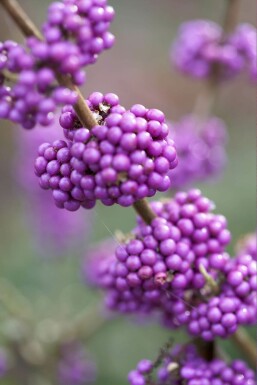 Callicarpa bodinieri 'Profusion' C2,5 20-30