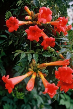 Campsis × tagliabueana 'Madame Galen'