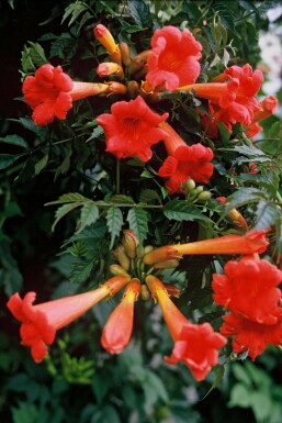 Bignone de Tagliabue Campsis tagliabueana 'Madame Galen' Pot Campsis tagliabueana 'Madame Galen' arbuste