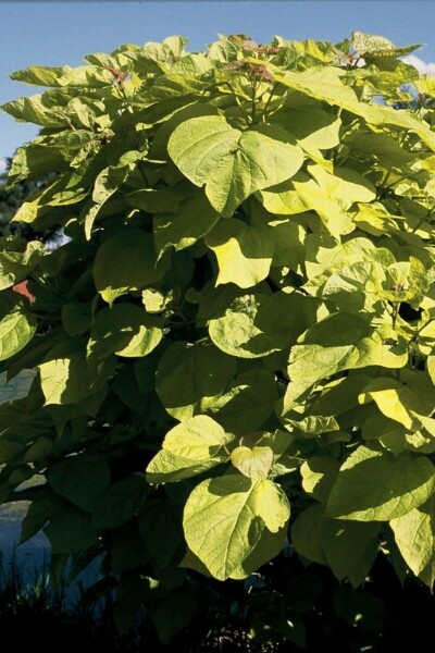 Catalpa bignonioides 'Aurea' C7,5 80-100