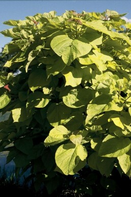 Catalpa fausse bignone Catalpa bignonioides 'Aurea' Pot Catalpa bignonioides 'Aurea' arbuste