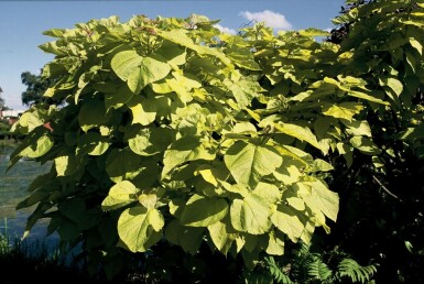 Catalpa fausse bignone Catalpa bignonioides 'Aurea' Pot Catalpa bignonioides 'Aurea' arbuste