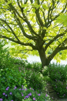 Catalpa bignonioides 'Aurea' C7,5 80-100