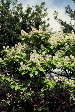 Catalpa bignonioides 'Aurea' C7,5 80-100