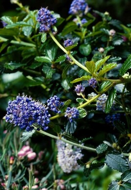 Céanothe rampant Ceanothus thyrsiflorus 'Repens' Pot Ceanothus thyrsiflorus 'Repens'