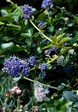 Céanothe rampant Ceanothus thyrsiflorus 'Repens' Pot Ceanothus thyrsiflorus 'Repens' arbuste
