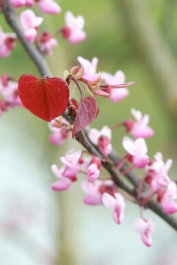 Cercis canadensis 'Forest Pansy' C10 80-100