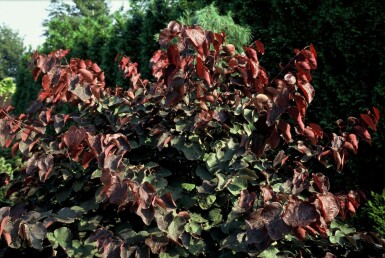 Cercis canadensis 'Forest Pansy' C10 80-100