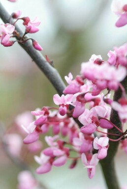 Cercis canadensis 'Forest Pansy' C10 80-100