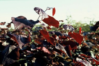 Cercis canadensis 'Forest Pansy' C10 80-100