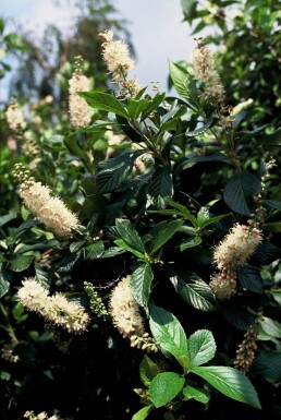 Cléthra à feuilles d’aulne Clethra alnifolia 'Pink Spire' Pot Clethra alnifolia 'Pink Spire' arbuste