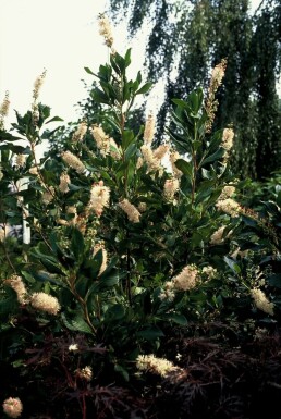 Cléthra à feuilles d’aulne Clethra alnifolia 'Pink Spire' Pot Clethra alnifolia 'Pink Spire' arbuste